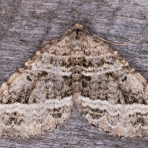 Chrysolarentia subrectaria at Melba, ACT - 19 May 2021