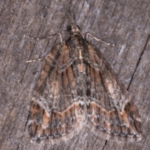 Microdes diplodonta at Melba, ACT - 19 May 2021 10:55 PM