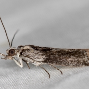 Phycitinae (subfamily) at Melba, ACT - 29 Nov 2020 11:02 PM