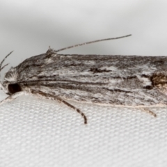 Lichenaula tuberculata at Melba, ACT - 29 Nov 2020 by Bron