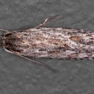 Lichenaula tuberculata at Melba, ACT - 29 Nov 2020