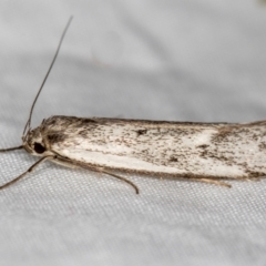 Philobota (genus) (Unidentified Philobota genus moths) at Melba, ACT - 29 Nov 2020 by Bron