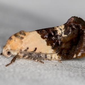 Hypertropha chlaenota at Melba, ACT - 29 Nov 2020