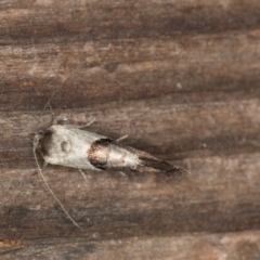 Eupselia holoxantha at Melba, ACT - 29 Nov 2020