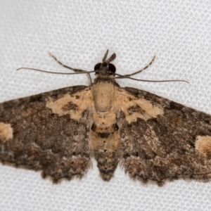 Pasiphilodes testulata at Melba, ACT - 29 Nov 2020