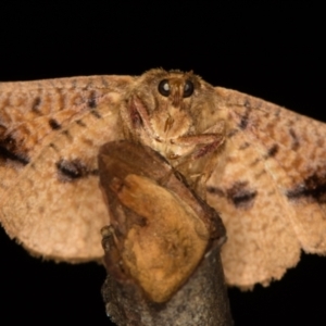 Aglaopus pyrrhata at Melba, ACT - 29 Nov 2020