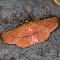 Aglaopus pyrrhata at Melba, ACT - 29 Nov 2020