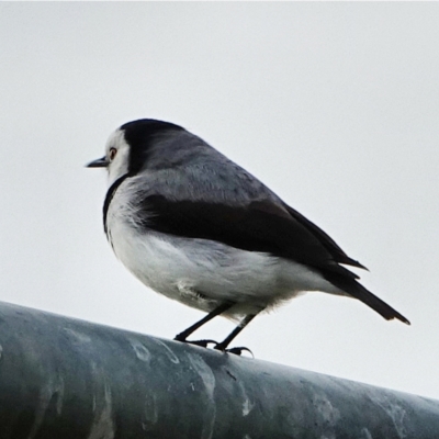 Epthianura albifrons (White-fronted Chat) at Coombs, ACT - 20 May 2021 by Ct1000