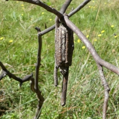Clania ignobilis (Faggot Case Moth) at Forde, ACT - 2 Apr 2021 by HarveyPerkins