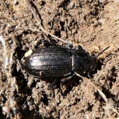 Seirotrana sp. (genus) (Darkling beetle) at Forde, ACT - 2 Apr 2021 by HarveyPerkins