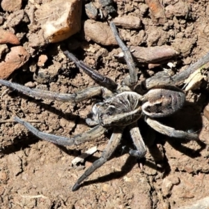 Tasmanicosa sp. (genus) at Forde, ACT - 2 Apr 2021