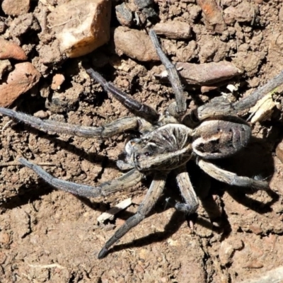 Tasmanicosa sp. (genus) (Tasmanicosa wolf spider) at Forde, ACT - 2 Apr 2021 by HarveyPerkins