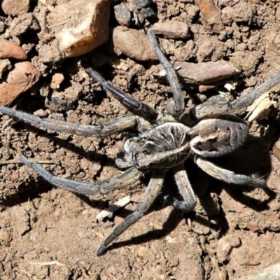 Tasmanicosa sp. (genus) (Unidentified Tasmanicosa wolf spider) at Forde, ACT - 2 Apr 2021 by HarveyPerkins