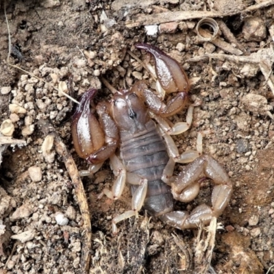 Urodacus manicatus (Black Rock Scorpion) at Forde, ACT - 2 Apr 2021 by HarveyPerkins