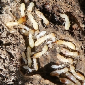 Heterotermes sp. (genus) at Forde, ACT - 2 Apr 2021