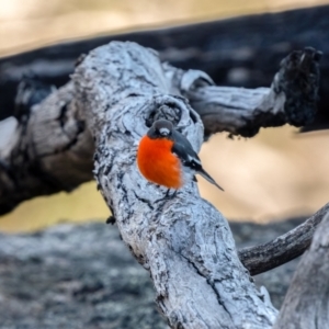 Petroica phoenicea at Tennent, ACT - 19 May 2021