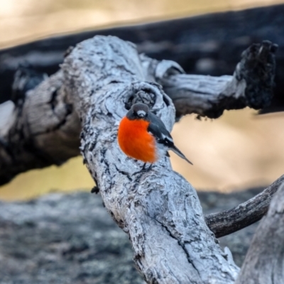 Petroica phoenicea (Flame Robin) at Tennent, ACT - 19 May 2021 by trevsci