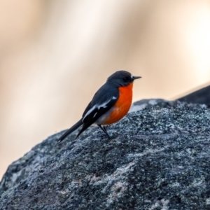 Petroica phoenicea at Tennent, ACT - 19 May 2021