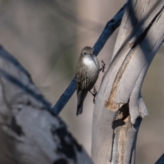 Cormobates leucophaea (White-throated Treecreeper) at Tennent, ACT - 19 May 2021 by trevsci