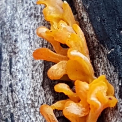 Dacryopinax spathularia (Dacryopinax spathularia) at Bruce Ridge to Gossan Hill - 20 May 2021 by trevorpreston