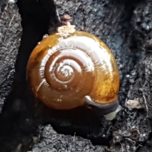 Oxychilus alliarius at Bruce, ACT - 20 May 2021