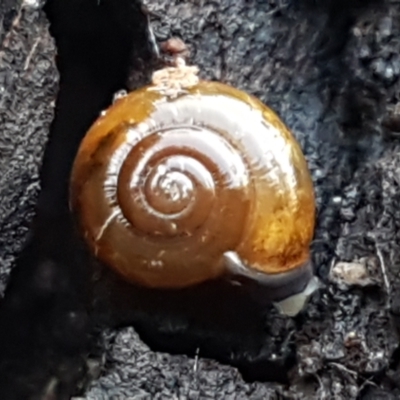 Oxychilus alliarius (Garlic Snail) at Bruce Ridge to Gossan Hill - 20 May 2021 by trevorpreston