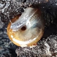 Oxychilus alliarius at Bruce, ACT - 20 May 2021