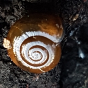 Oxychilus alliarius at Bruce, ACT - 20 May 2021