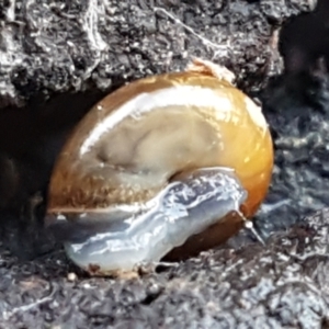 Oxychilus alliarius at Bruce, ACT - 20 May 2021