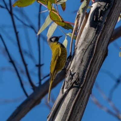 Nesoptilotis leucotis (White-eared Honeyeater) at Tennent, ACT - 19 May 2021 by trevsci