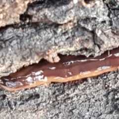 Anzoplana trilineata (A Flatworm) at Flea Bog Flat, Bruce - 20 May 2021 by trevorpreston
