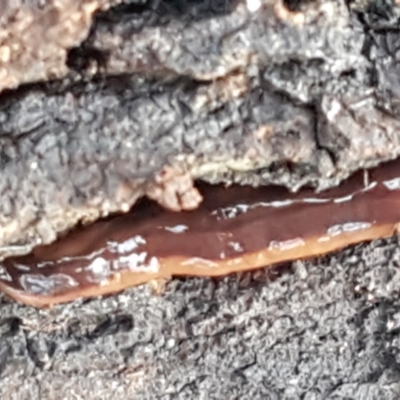 Anzoplana trilineata (A Flatworm) at Flea Bog Flat, Bruce - 20 May 2021 by trevorpreston