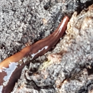 Anzoplana trilineata at Bruce, ACT - 20 May 2021