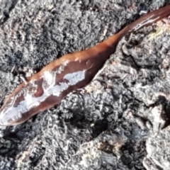 Anzoplana trilineata at Bruce, ACT - 20 May 2021