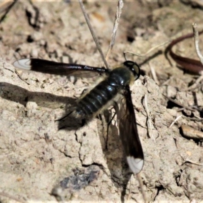 Comptosia apicalis (A bee fly) at Forde, ACT - 14 Feb 2021 by HarveyPerkins