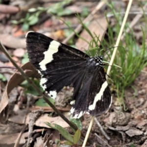 Eutrichopidia latinus at Forde, ACT - 14 Feb 2021 01:15 PM