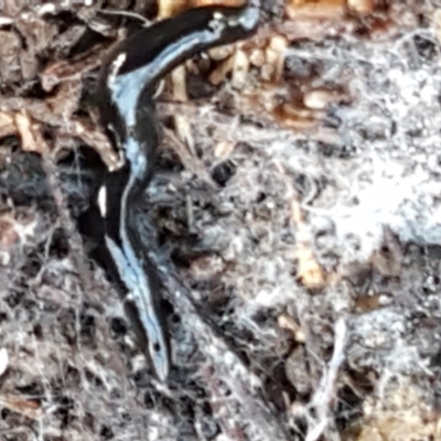 Parakontikia atrata (The Black planarian) at Bruce Ridge to Gossan Hill - 20 May 2021 by trevorpreston