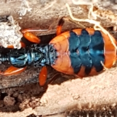 Ectomocoris patricius (Ground assassin bug) at Flea Bog Flat, Bruce - 20 May 2021 by tpreston