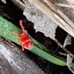 Trombidiidae (family) (Red velvet mite) at Bruce, ACT - 20 May 2021 by trevorpreston