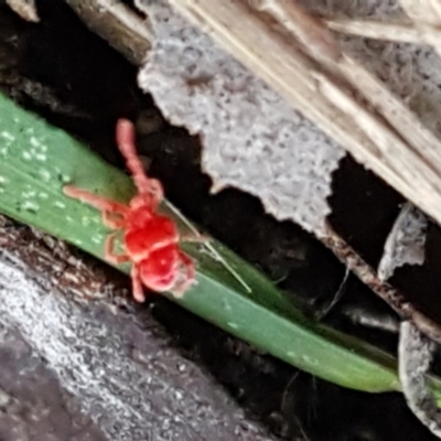 Trombidiidae (family) (Red velvet mite) at Flea Bog Flat, Bruce - 20 May 2021 by tpreston