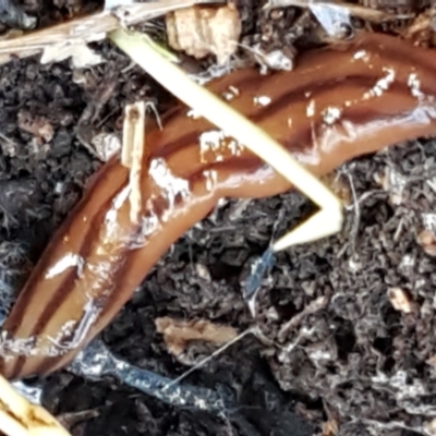 Anzoplana trilineata (A Flatworm) at Bruce Ridge to Gossan Hill - 20 May 2021 by trevorpreston