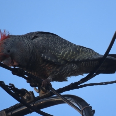 Callocephalon fimbriatum (Gang-gang Cockatoo) at Griffith, ACT - 20 May 2021 by roymcd