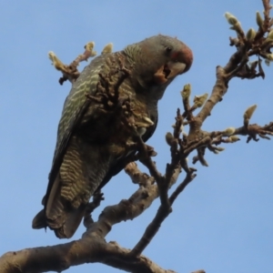 Callocephalon fimbriatum at Griffith, ACT - suppressed