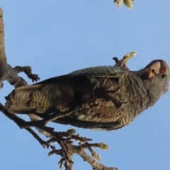 Callocephalon fimbriatum at Griffith, ACT - suppressed