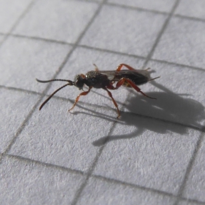 Apocrita (suborder) (Unidentified wasp) at Rugosa - 20 May 2021 by SenexRugosus
