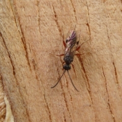 Apocrita (suborder) at Yass River, NSW - 20 May 2021