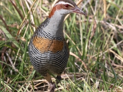 Gallirallus philippensis (Buff-banded Rail) at Watson, ACT - 20 May 2021 by jb2602