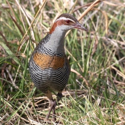 Gallirallus philippensis (Buff-banded Rail) at Watson, ACT - 20 May 2021 by jbromilow50