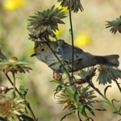 Acanthiza pusilla (Brown Thornbill) at Acton, ACT - 18 May 2021 by RodDeb