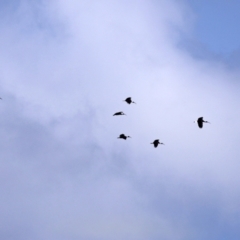 Threskiornis spinicollis (Straw-necked Ibis) at Jerrabomberra, NSW - 20 May 2021 by RodDeb